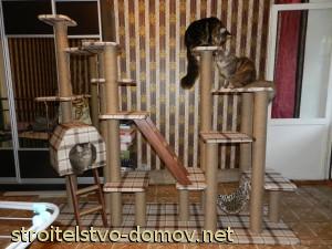 Кошки играют на домике